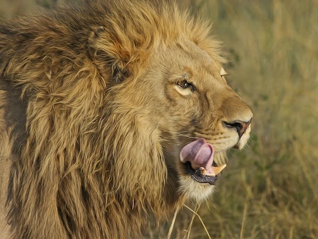 Original lion 515029 960 720